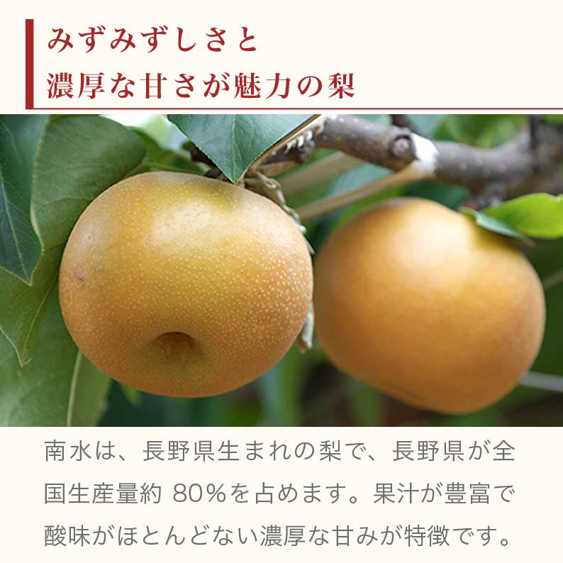 【ふるさと納税】南水梨 約5kg 10〜20玉 ［小布施屋］果物 フルーツ なし 梨 先行予約 数量限定 贈答 ギフト 長野県産 信州産 令和8年産 【2026年9月下旬～10月下旬発送】 - 画像2