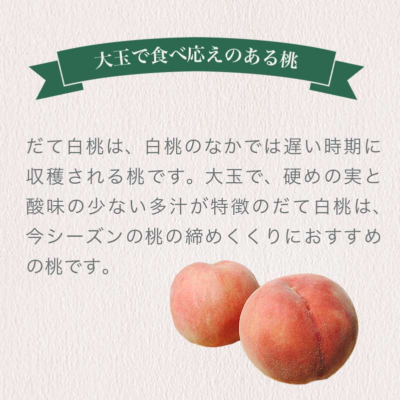 【ふるさと納税】 先行予約 だて白桃 約3kg 7～12玉 ［おぶせファーマーズ］硬い 桃 もも モモ 白桃 ピーチ フルーツ 果物 先行予約 数量限定 長野県産 信州産 クール便 冷蔵便 お取り寄せ 産地直送 令和8年産【2026年9月上旬～中旬発送】 - 画像2