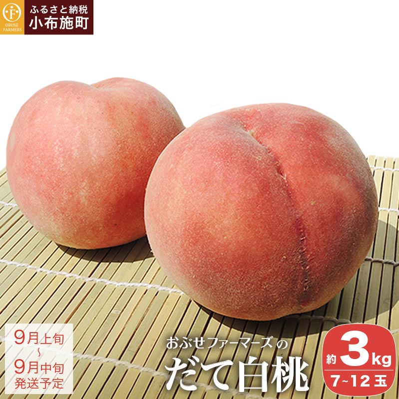 先行予約 だて白桃 約3kg 7～12玉 ［おぶせファーマーズ］硬い 桃 もも モモ 白桃 ピーチ フルーツ 果物 先行予約 数量限定 長野県産 信州産 クール便 冷蔵便 お取り寄せ 産地直送 令和8年産【2026年9月上旬～中旬発送】