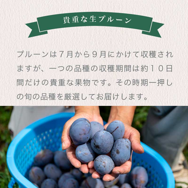【ふるさと納税】プルーン 約2kg ［おぶせファーマーズ］ 果物 フルーツ 長野県産 信州産 クール便 冷蔵便 産地直送 令和8年産 【2026年7月下旬〜9月中旬発送】 - 画像3