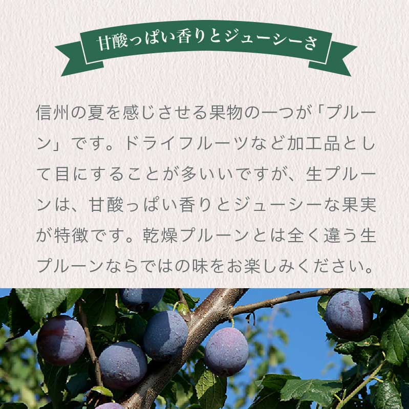【ふるさと納税】プルーン 約2kg ［おぶせファーマーズ］ 果物 フルーツ 長野県産 信州産 クール便 冷蔵便 産地直送 令和8年産 【2026年7月下旬〜9月中旬発送】 - 画像2