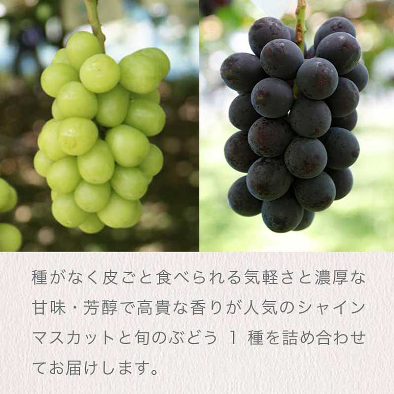 【ふるさと納税】 シャインマスカットと旬のぶどう 詰め合わせ 各1房 約900g［小布施屋］ 食べ比べ 果物 詰合せ セット フルーツ ぶどう 詰合せ 数量限定 先行予約 長野県産 信州産 2種 くだもの フルーツセット おまかせ ブドウ 令和8年産 【2026年9月中旬～10月下旬発送】 - 画像2