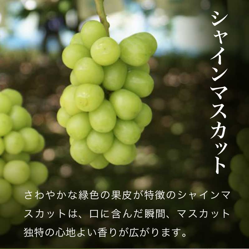 【ふるさと納税】 シャインマスカットと旬のぶどう 詰め合わせ 各1房 約900g［小布施屋］ 食べ比べ 果物 詰合せ セット フルーツ ぶどう 詰合せ 数量限定 先行予約 長野県産 信州産 2種 くだもの フルーツセット おまかせ ブドウ 令和8年産 【2026年9月中旬～10月下旬発送】 - 画像3