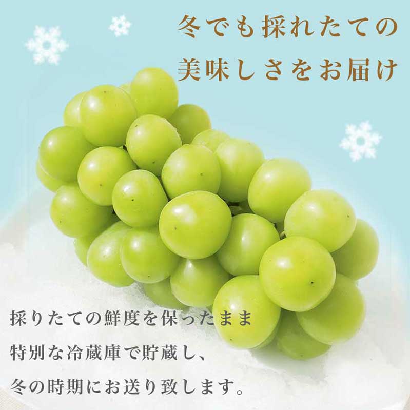 【ふるさと納税】蔵出し冬のシャインマスカット 約600g 約760g 約1kg 約1.3kg 約2kg ［小布施屋］ぶどう フルーツ 果物 くだもの 長野県 先行予約 冷蔵便 クール便 産地直送 令和7年産【2025年11月中旬～2026年2月発送】 サムネイル2