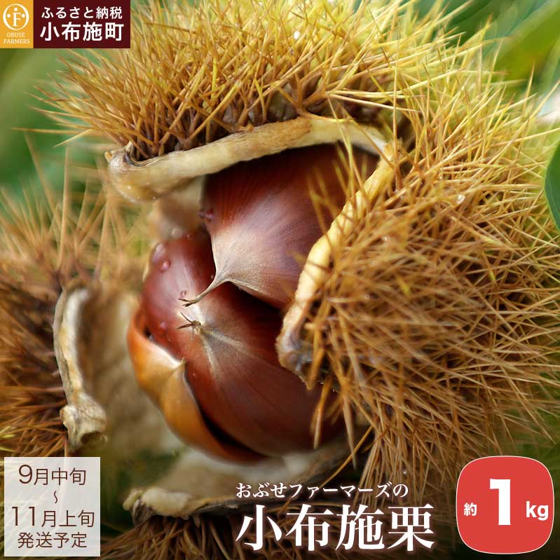 小布施栗 約1kg ［おぶせファーマーズ］ 数量限定 果物類 生栗 くり 長野県産 信州産 クール便 冷蔵便 お取り寄せグルメ 令和7年産【2025年9月中旬〜11月上旬発送】