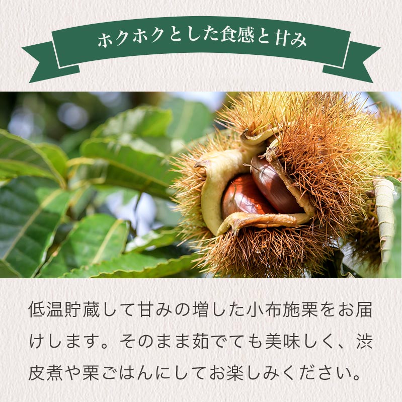 【ふるさと納税】小布施栗 約2kg［おぶせファーマーズ］ 果物 フルーツ 栗 生栗 長野県産 信州産 【2025年10月下旬～2025年12月上旬発送】 サムネイル2