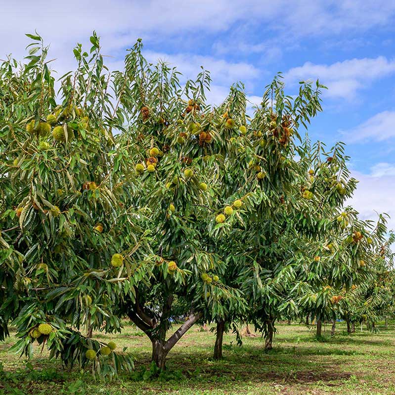 【ふるさと納税】小布施栗 約2kg［おぶせファーマーズ］ 果物 フルーツ 栗 生栗 長野県産 信州産 【2025年10月下旬～2025年12月上旬発送】 サムネイル3