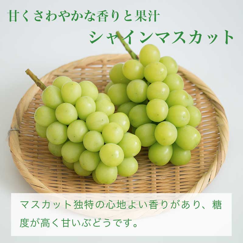 【ふるさと納税】高級ぶどう味比べ詰合せ 約2kg 3～4房 ナガノパープル ＆ シャインマスカット ［小布施屋］ 食べ比べ 果物 フルーツ ぶどう 葡萄 詰め合わせ セット 詰合せ 長野県産 信州産 クール便 冷蔵便 先行予約 数量限定 令和8産【2026年9月中旬～10月発送】 - 画像3