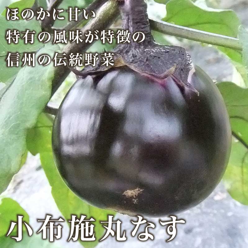 【ふるさと納税】小布施丸なす 約2.8kg 8～12個［小布施屋］茄子 ナス 信州 伝統野菜 やさい 長野県産 お取り寄せグルメ 数量限定 期間限定 令和8年産 【2026年8月～10月上旬発送】 - 画像2