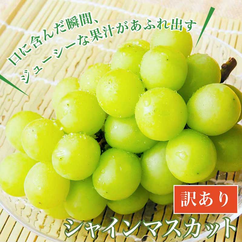 【ふるさと納税】【訳あり】シャインマスカット 約1.2kg 2～3房 & 約1.6kg 3～5房 ［小布施屋］数量限定 期間限定 家庭用 規格外 不揃い 傷 果物 フルーツ ぶどう 葡萄 ブドウ クール便 冷蔵便 生産者応援 支援品 長野県産 信州産 令和7年産【2025年9月中旬～11月下旬発送】 サムネイル2