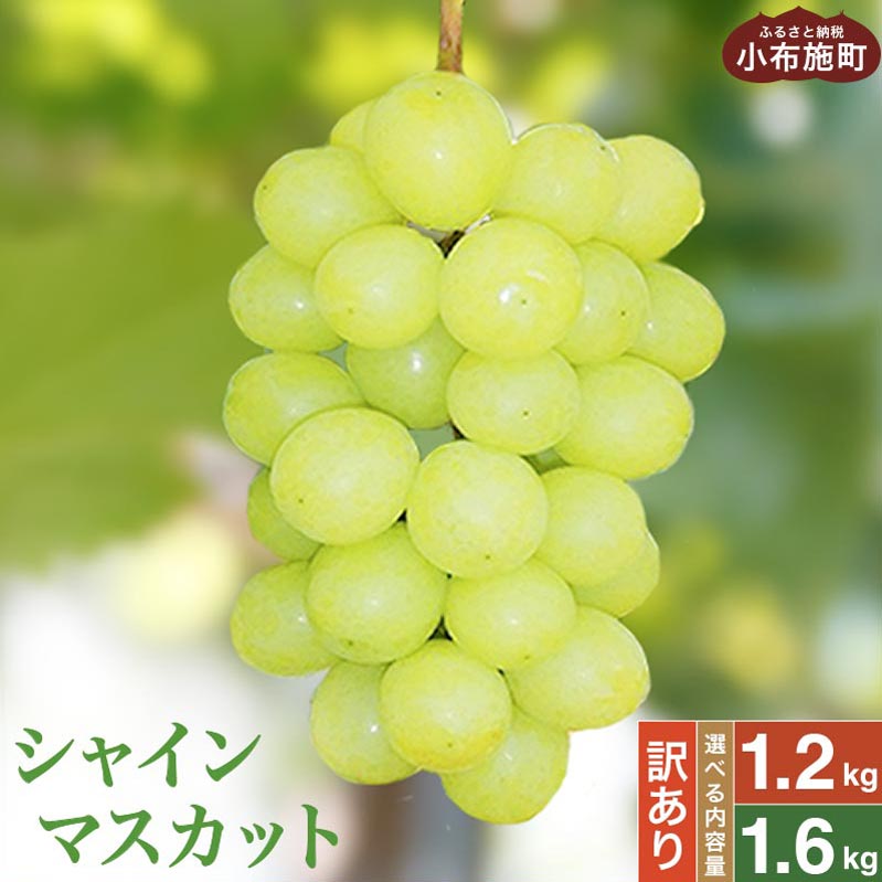 【訳あり】シャインマスカット 約1.2kg 2～3房 & 約1.6kg 3～5房 ［小布施屋］数量限定 期間限定 家庭用 規格外 不揃い 傷 果物 フルーツ ぶどう 葡萄 ブドウ クール便 冷蔵便 生産者応援 支援品 長野県産 信州産 令和7年産【2025年9月中旬～11月下旬発送】
