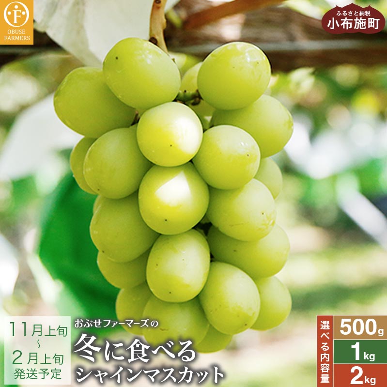 冬に食べるシャインマスカット 約500g 1房 & 約1kg 2房 & 約2kg 3〜5房 ［ おぶせファーマーズ ］ぶどう ブドウ 葡萄 フルーツ 果物 くだもの 長野 信州 【2025年11月上旬～2026年2月上旬発送】