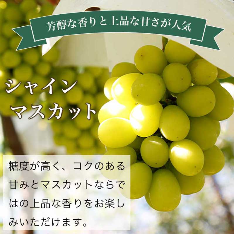 【ふるさと納税】冬に食べるぶどうぶどう3姉妹® シャインマスカット ＆ ナガノパープル ＆ クイーンルージュ® 詰合せ 各1房 約1.5kg [おぶせファーマーズ] 数量限定 果物 フルーツ ぶどう 葡萄 長野県産 信州産 クール便 食べ比べ 【2025年11月中旬〜12月中旬発送】 サムネイル3