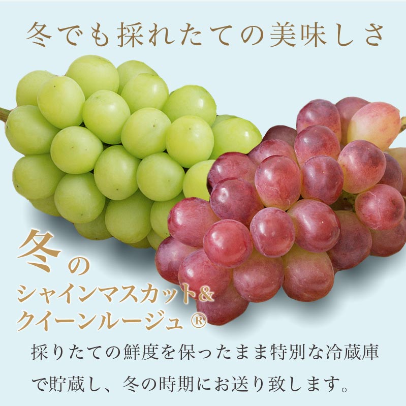 【ふるさと納税】冬のシャインマスカット＆クイーンルージュ® 約1kg 各1房 ［小布施屋］フルーツ 果物 くだもの ぶどう 葡萄 ブドウ クール便 冷蔵 お楽しみ 長野県産 信州産 年内発送 令和7年産 【2025年11月中旬～12月下旬発送】 サムネイル2