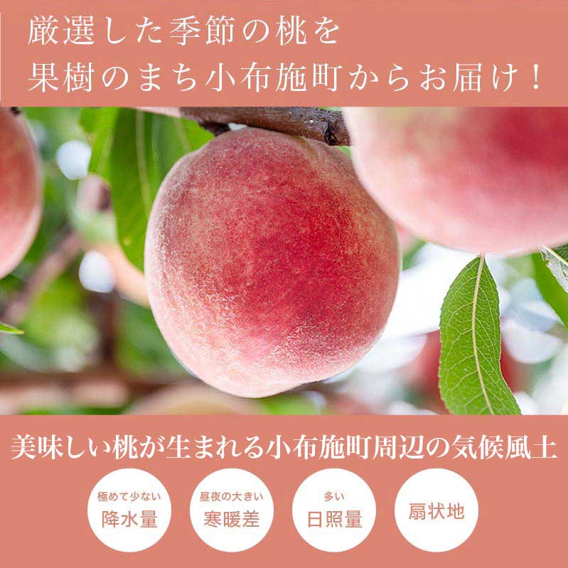 【ふるさと納税】桃 もも 季節の桃 約2kg 約3kg 約5kg 選べる 内容量［ おぶせファーマーズ ］ モモ ピーチ フルーツ 果物 あかつき 川中島白鳳 なつっこ 川中島白桃 黄金桃 だて白桃 先行予約 長野県産 クール便 冷蔵便 産地直送 令和8年産【2026年7月中旬～9月中旬発送】 - 画像3