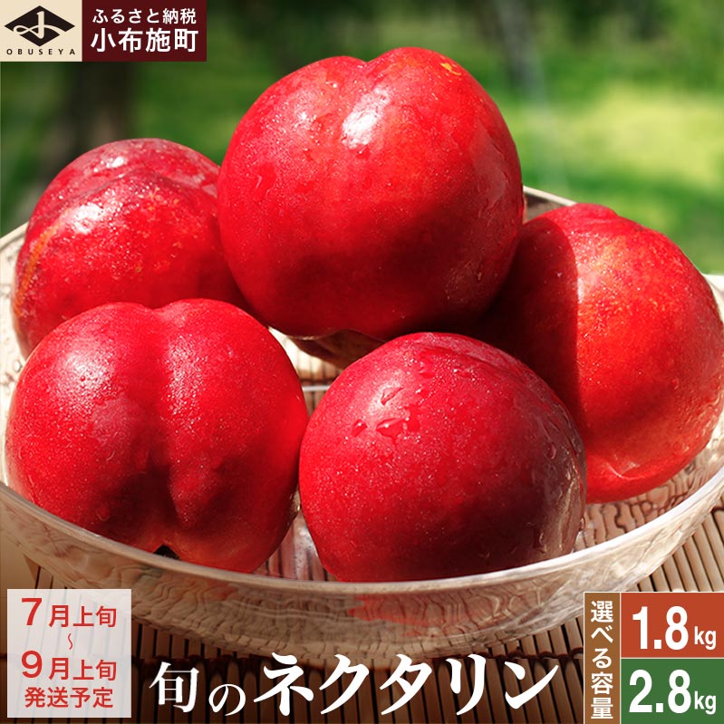 旬のネクタリン 約1.8kg 約2.8kg 選べる 内容量 ［小布施屋］果物 フルーツ 桃 もも 長野県産 小布施 冷蔵便 クール便 産地直送 数量限定 送料無料 令和8年産【2026年7月上旬～9月上旬発送】
