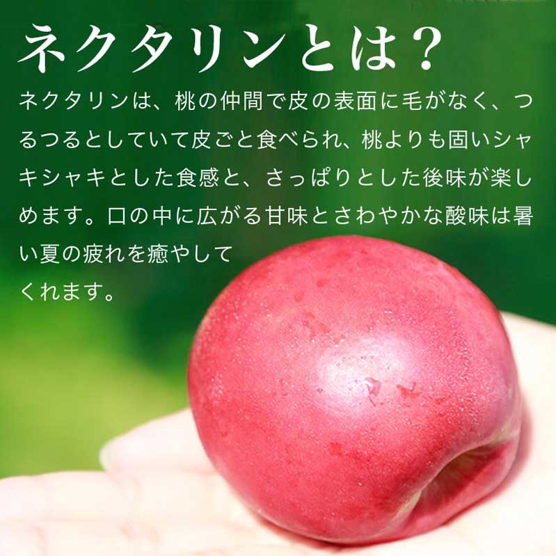 【ふるさと納税】旬のネクタリン 約1.8kg 約2.8kg 選べる 内容量 ［小布施屋］果物 フルーツ 桃 もも 長野県産 小布施 冷蔵便 クール便 産地直送 数量限定 送料無料 令和8年産【2026年7月上旬～9月上旬発送】 - 画像3