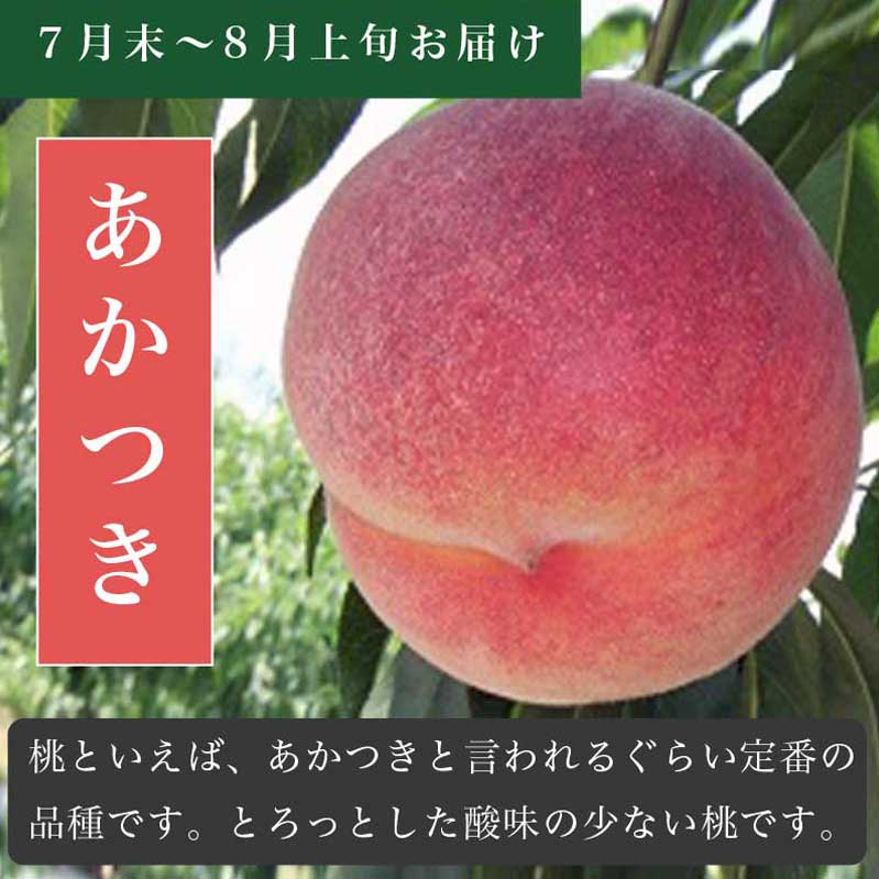 【ふるさと納税】【3回定期便】小布施屋の桃食べ比べ定期便 約1.8kg×3回 ［小布施屋］ もも モモ フルーツ 果物 先行予約 あかつき なつっこ 川中島白桃 だて白桃 1.8kg 3回 長野県産 信州産 クール便 冷蔵便 令和8年産 【2026年7月末〜9月上旬発送】 - 画像3