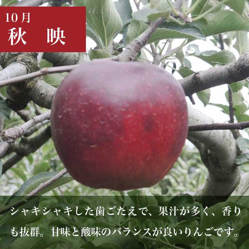 【ふるさと納税】 長野県産 旬のりんご 約3kg 6～12玉 ［小布施屋］ りんご 林檎 リンゴ 果物 フルーツ 信州産 特産 産地直送 産直 数量限定 お任せ お楽しみ 秋映 シナノスイート シナノゴールド シナノホッペ サンふじ 令和7年産 【2025年10月～2026年2月発送】 サムネイル3