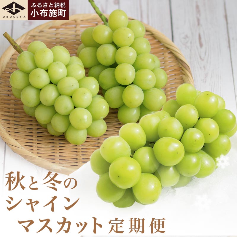 秋と冬のシャインマスカット2回定期便 約1kg × 2回 合計 約2kg ［小布施屋］ フルーツ ぶどう 果物 くだもの 葡萄 ブドウ 長野県産 信州産 クール便 冷蔵便 数量限定 先行予約 送料無料 令和7年産【2025年10月～12月発送】