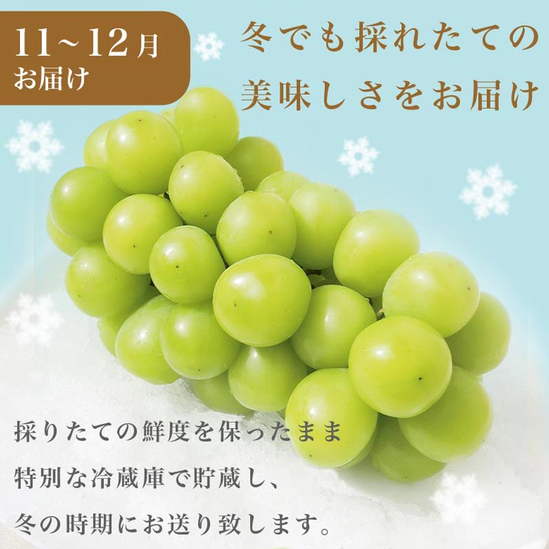 【ふるさと納税】秋と冬のシャインマスカット2回定期便 約1kg × 2回 合計 約2kg ［小布施屋］ フルーツ ぶどう 果物 くだもの 葡萄 ブドウ 長野県産 信州産 クール便 冷蔵便 数量限定 先行予約 送料無料 令和7年産【2025年10月～12月発送】 サムネイル3