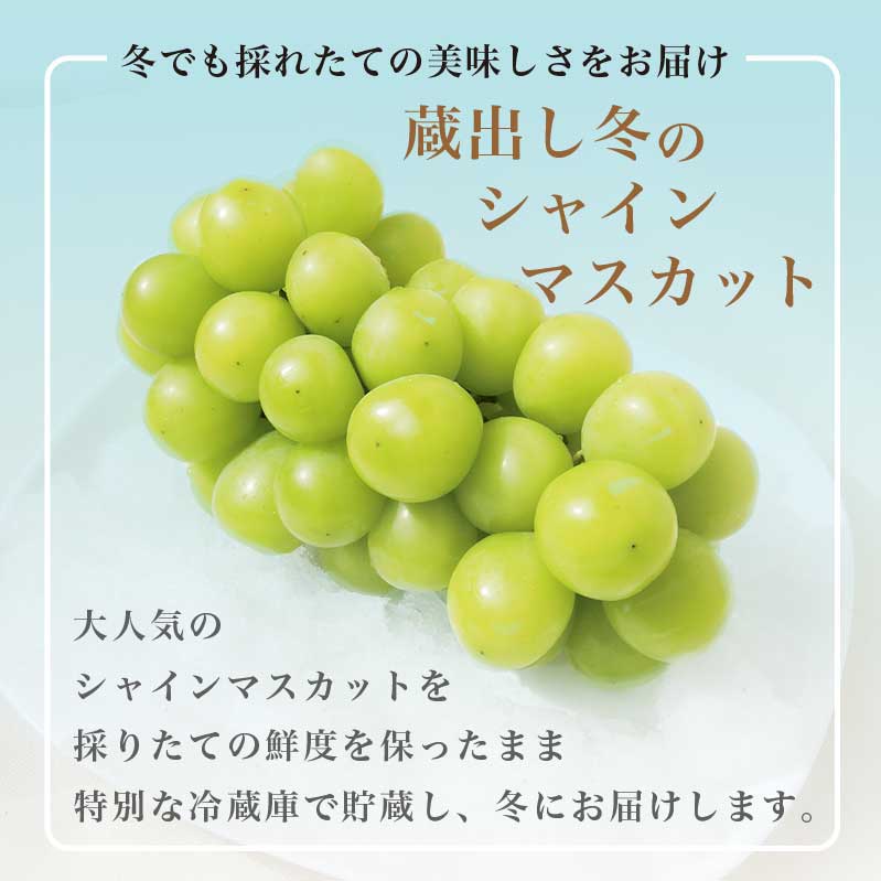 【ふるさと納税】蔵出し冬のシャインマスカット1房とふじりんご2玉のセット 約1.3kg ［小布施屋］フルーツ 果物 詰め合わせ 詰合せ シャインマスカット サンふじ 一人暮らし 2人暮らし 長野県産 信州産 令和7年産 【2025年12月中旬頃～2026年2月発送】 サムネイル3