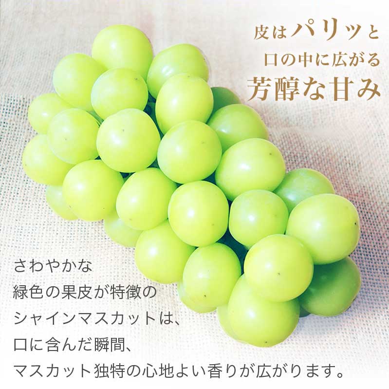 【ふるさと納税】シャインマスカット 約650g 約1.1kg 約1.4kg 約2kg 約3kg 選べる内容量［小布施屋］ フルーツ 果物 くだもの ぶどう 葡萄 ブドウ 数量限定 クール便配送 長野県産 産地直送 先行予約 送料無料 2025年発送 令和7年産 【2025年9月20日頃～11月上旬に順次発送】 サムネイル3