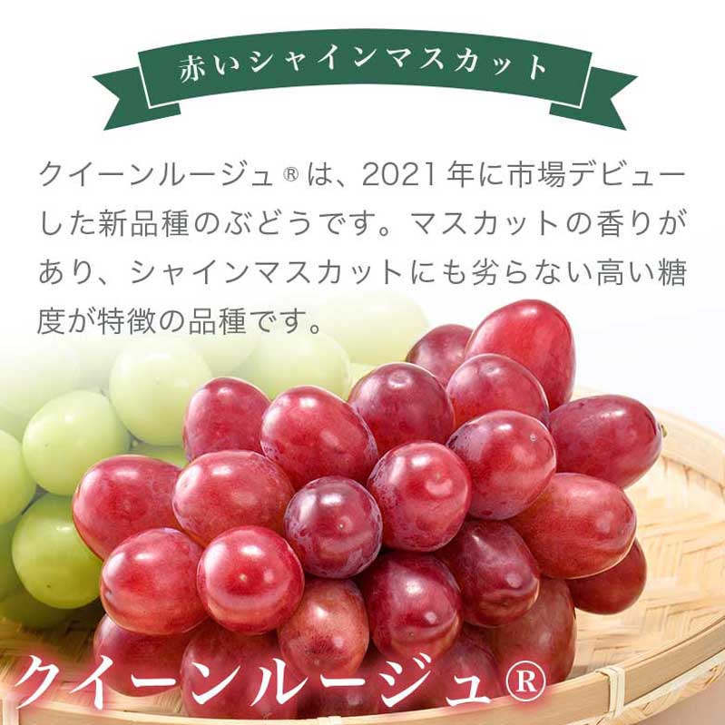 【ふるさと納税】冬に食べるクイーンルージュ®＆シャインマスカット詰合せ 各1房 約1kg ［おぶせファーマーズ］ ぶどう セット 食べ比べ 2種 各 1房 葡萄 ブドウ 果物 フルーツ令和7年産 【2025年11月中旬～12月中旬発送】 サムネイル3