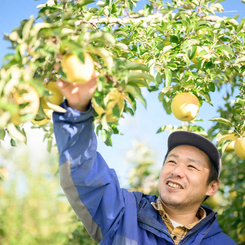 【ふるさと納税】【訳あり】先行受付 ぐんま名月 約3kg 6~12玉 ［ おぶせファーマーズ ］ 果物類 林檎 りんご リンゴ 規格外 不揃い 数量限定 フルーツ 長野県産 信州産 6000円 令和8年産 【2026年11月上旬～12月下旬発送】 - 画像3