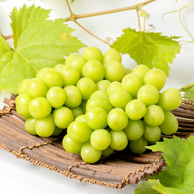 【ふるさと納税】シャインマスカット2～3房(1kg以上)【配送不可地域：離島・北海道・沖縄県】【1404280】 サムネイル3