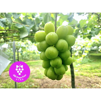 【ふるさと納税】シャインマスカット4～5房(2kg以上)【配送不可地域：離島・北海道・沖縄県】【1404944】 サムネイル3