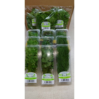 信州高山村産フレッシュハーブの詰め合わせセット(3～6種類)【配送不可地域：離島】【1510560】