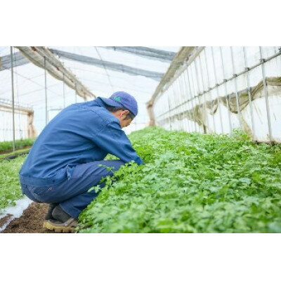 【ふるさと納税】信州高山村産フレッシュハーブの詰め合わせセット(3～6種類)【配送不可地域：離島】【1510560】 - 画像2