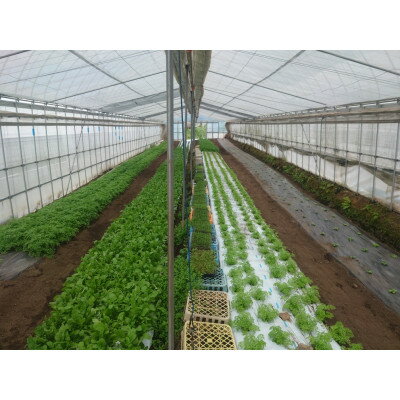 【ふるさと納税】信州高山村産フレッシュハーブの詰め合わせセット(3～6種類)【配送不可地域：離島】【1510560】 - 画像3