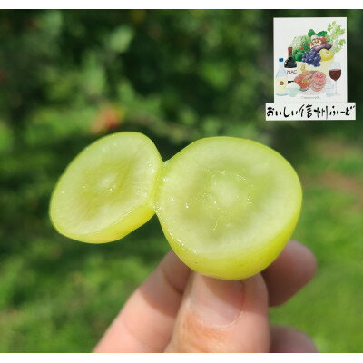 【ふるさと納税】2025年発送 信州高山村【新鮮朝採り】シャインマスカット ひと房 9月中旬より発送予定【配送不可地域：離島】【1613809】 サムネイル3