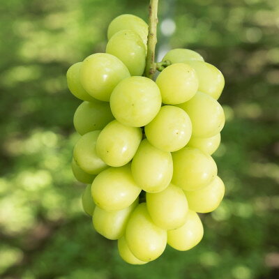 冬のシャインマスカット 2房 1kgセット クリスマス&お正月　12月下旬発送予定【1680132】