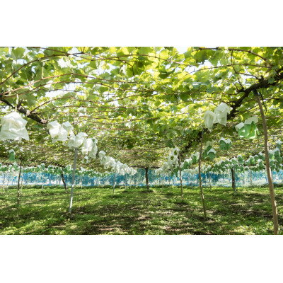 【ふるさと納税】冬のシャインマスカット 2房 1kgセット クリスマス&お正月　12月下旬発送予定【1680132】 サムネイル3