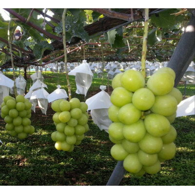 【ふるさと納税】【2025年12月下旬発送予定】シャインマスカット 計1kg【配送不可地域：離島】【1680581】 サムネイル2