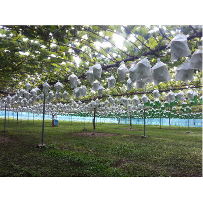 【ふるさと納税】【2025年12月下旬発送予定】シャインマスカット 計1kg【配送不可地域：離島】【1680581】 サムネイル3