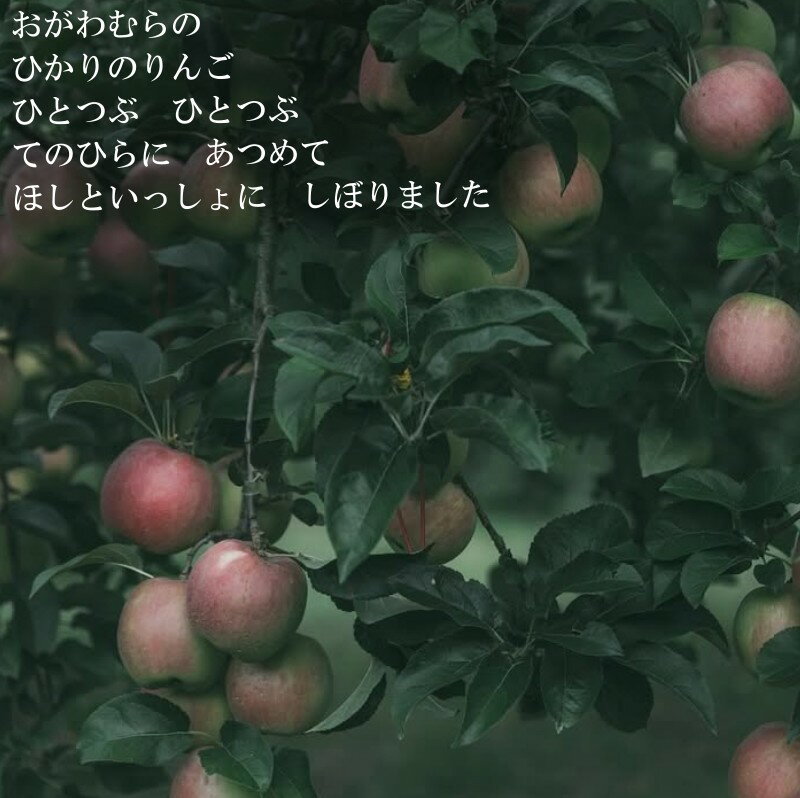 【ふるさと納税】269＊リンゴのシードル2本セット サムネイル2