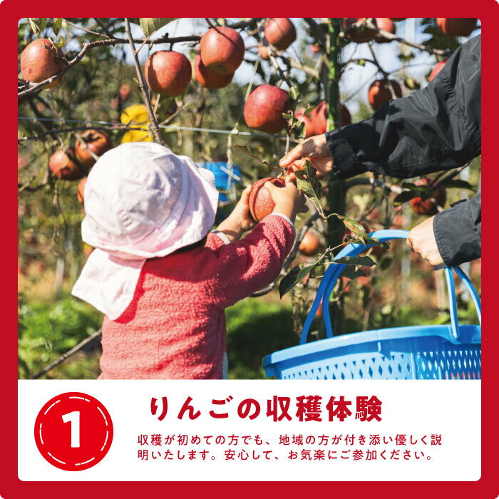 【ふるさと納税】りんご収穫体験ツアー 11月16日 お土産付き 〔 果物 フルーツ 林檎 長野 予約 17000円 〕【令和7年度収穫分】 サムネイル2