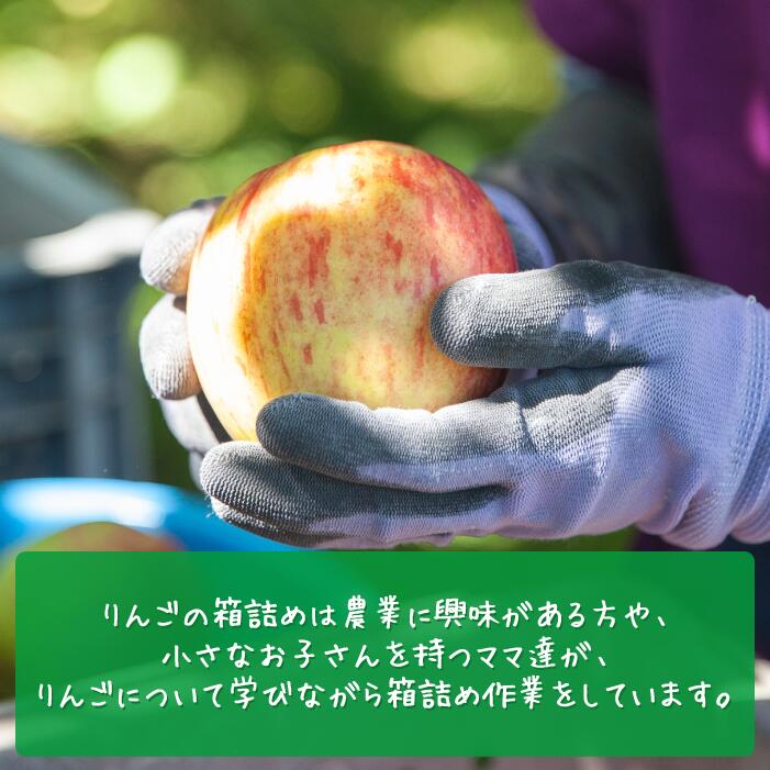 【ふるさと納税】りんご 訳あり サンふじ 0.8～1kg 2kg 3kg 5kg 沖縄県への配送不可 長野 果物 わけあり 家庭用 さんふじ リンゴ 林檎 不揃い 傷あり くだもの フルーツ 農家直送 長野県 飯綱町 2025年11月下旬～2026年2月上旬発送予定 【農家応援企画】 サムネイル3