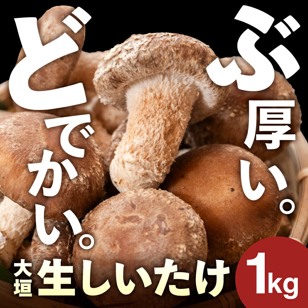 ＼分厚い どでかい。／肉厚生しいたけ 1kg 大垣椎茸 肉厚 ジューシー 1000g 生しいたけ 栽培期間中 農薬不使用 新鮮 産地直送 産直 国産 野菜 きのこ 茸 キノコ しいたけ 野菜 どんこ 鍋 焼き椎茸 煮物 10000円 1万円 ベジファーム ゼロックス 岐阜県 大垣市