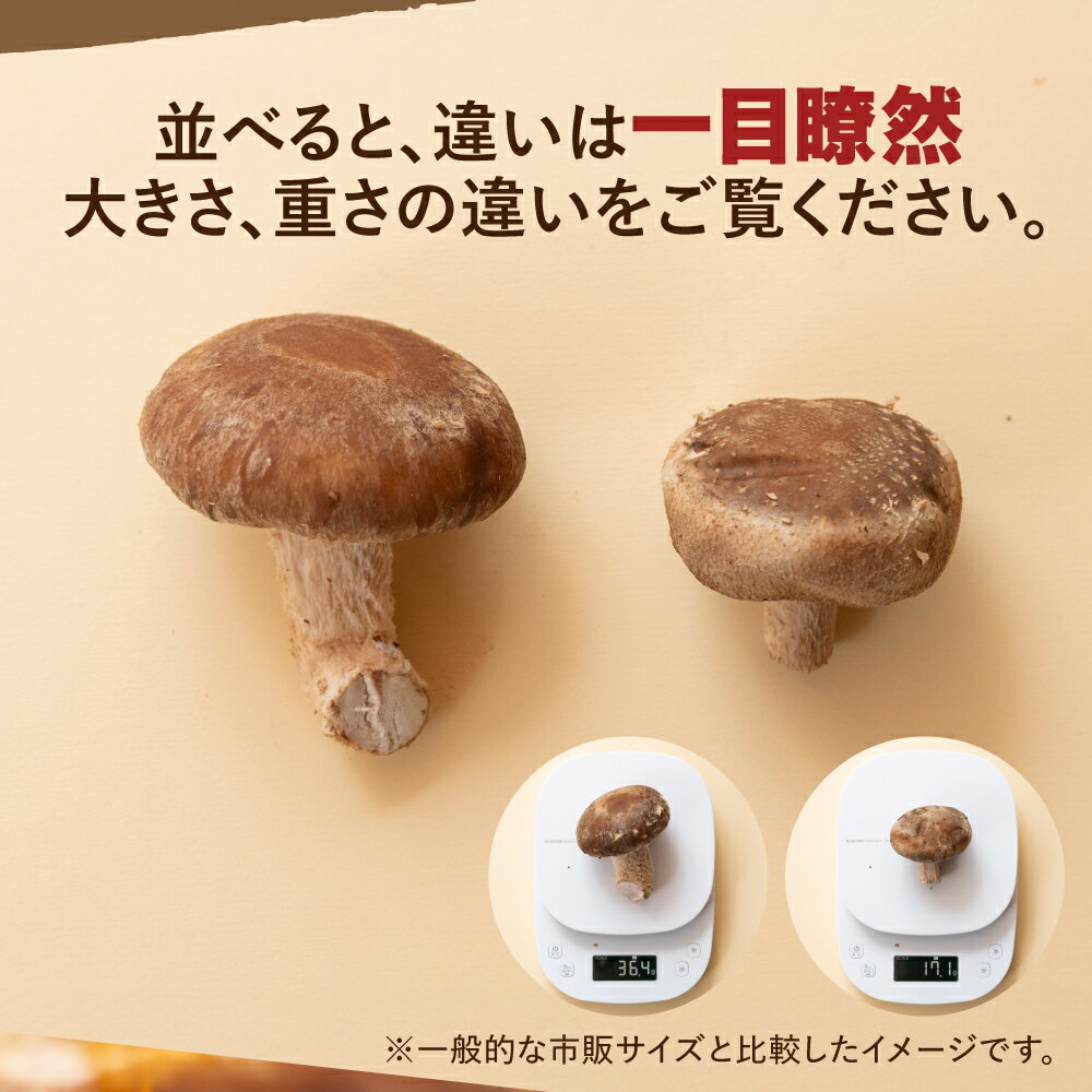 【ふるさと納税】＼分厚い どでかい。／肉厚生しいたけ 1kg 大垣椎茸 肉厚 ジューシー 1000g 生しいたけ 栽培期間中 農薬不使用 新鮮 産地直送 産直 国産 野菜 きのこ 茸 キノコ しいたけ 野菜 どんこ 鍋 焼き椎茸 煮物 10000円 1万円 ベジファーム ゼロックス 岐阜県 大垣市 - 画像3