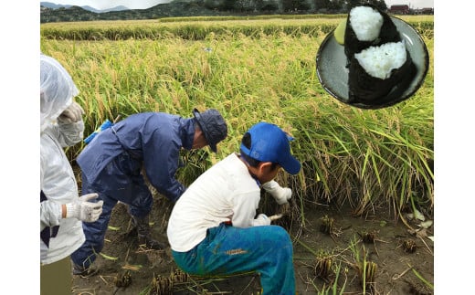 【ふるさと納税】令和7年産 ハツシモ 10kg はつしも 食味ランキング 「特A」 受賞歴 東の ササニシキ 西の ハツシモ 初霜 コシヒカリ の先輩 美濃 西濃 kome 人気 大粒 ごはん ご飯 米 白米 弁当 精米 お米 産地直送 産直 25000円 2万5千円 ふるさと物語 岐阜県 大垣市 - 画像3