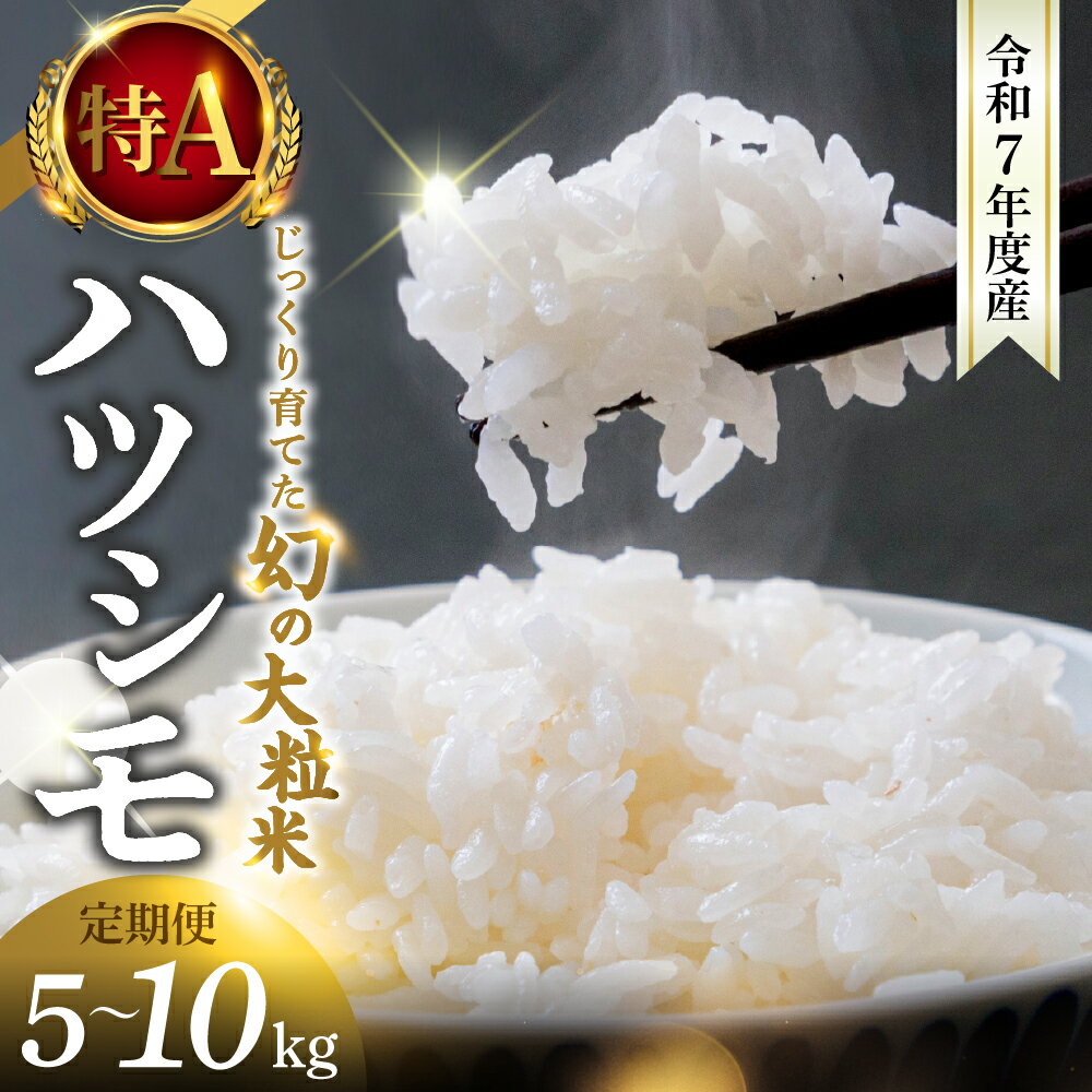 ≪令和7年度産≫ お米 ハツシモ はつしも 5kg 10kg 定期便 3回 3ヶ月 15kg 30kg 選べる サイズ 回数 特A 美味しい おいしい kome お米 ごはん 大粒 白米 精米 人気 美濃 初霜 コシヒカリ の先輩 東の ササニシキ 西の ハツシモ 幻の米 DIB 岐阜県 大垣市