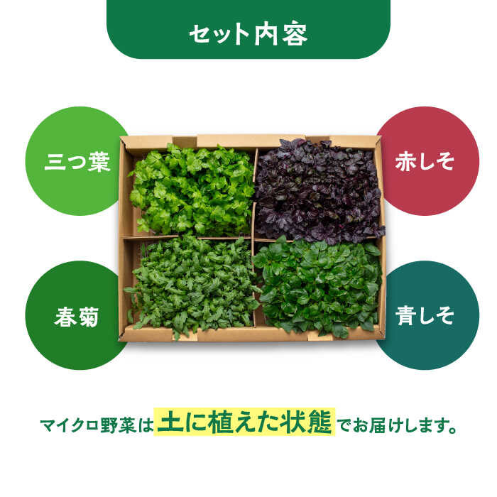 【ふるさと納税】マイクロ野菜 4点セット〈 赤しそ 青しそ 三つ葉 春菊 〉【諏訪農林】 [TDO002] - 画像2