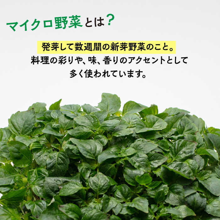 【ふるさと納税】マイクロ野菜 4点セット〈 赤しそ 青しそ 三つ葉 春菊 〉【諏訪農林】 [TDO002] - 画像3