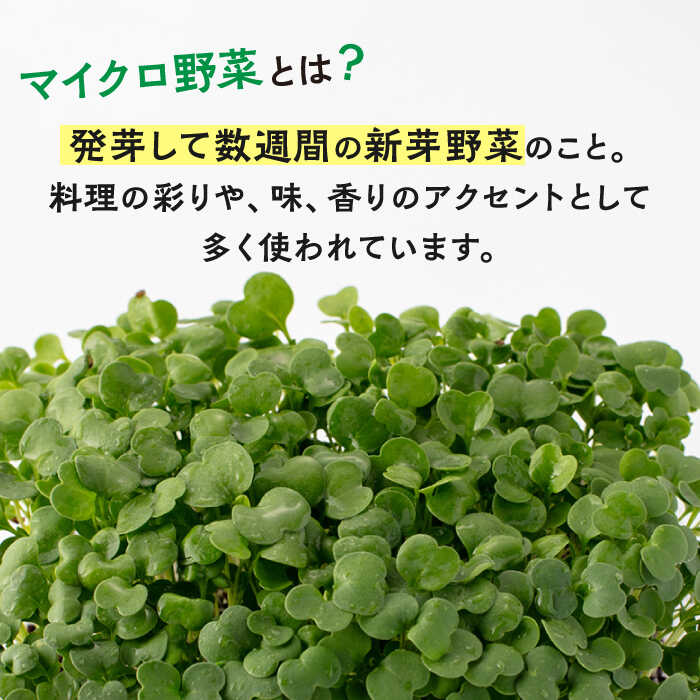 【ふるさと納税】マイクロ野菜 品種が選べる 4点セット 多治見市 / 諏訪農林[TDO005] - 画像2