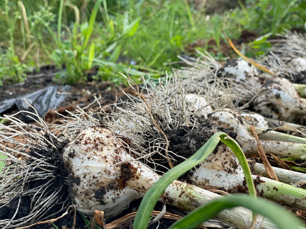 【ふるさと納税】【6ヶ月定期便】長期低温熟成 黒にんにく バラ 300g × 6回 岐阜県 中津川産 ニンニク 使用 農薬不使用 お取り寄せ 送料無料 F4N-0457 - 画像3